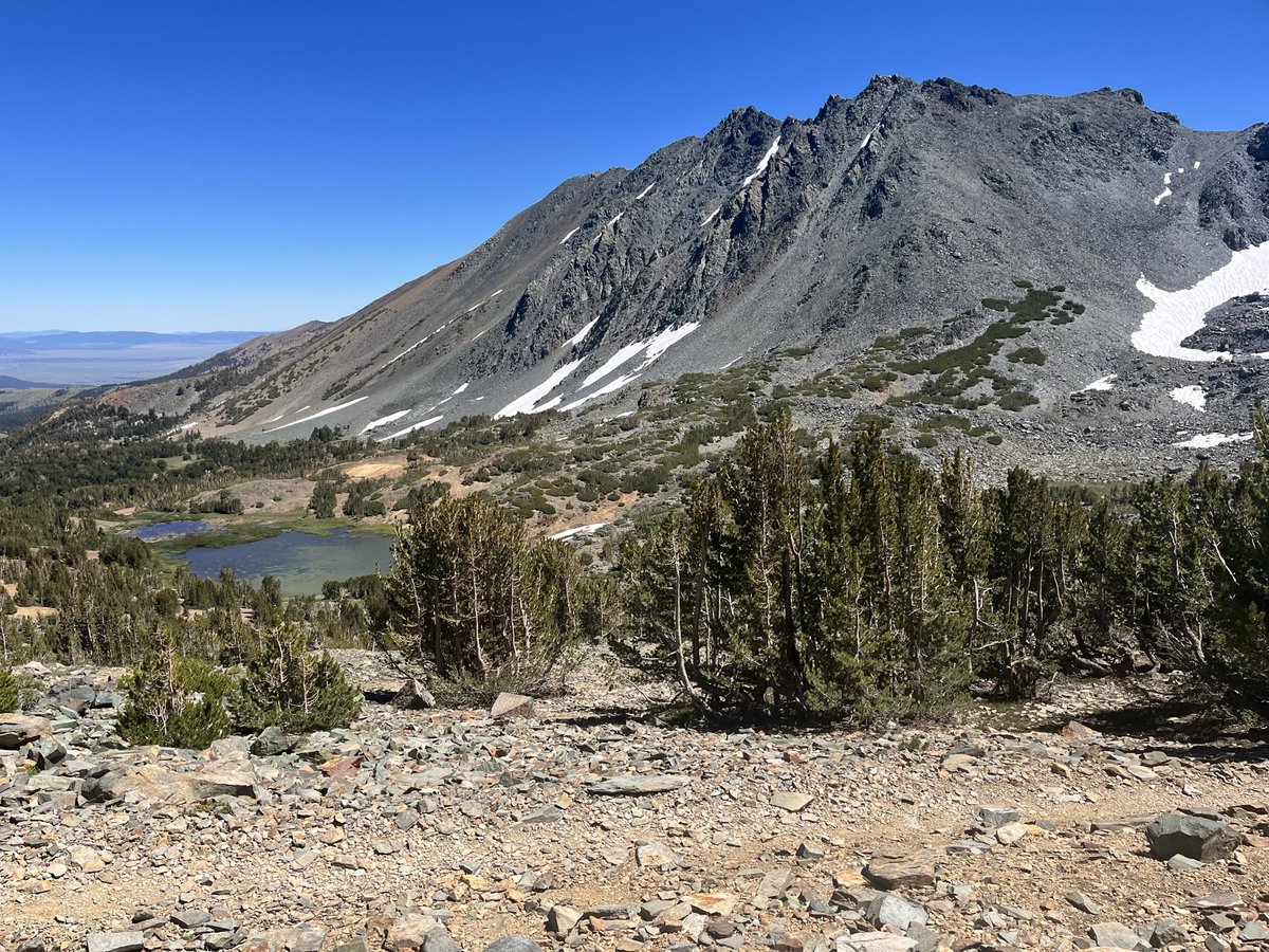 We are hiring! This is a project manager/crew lead position with University of NV, Reno to work on whitebark pine projects. Seeking folks with a MS degree in ecology/forestry, lots of field experience, & who like working on teams! community.esa.org/message.htm?mo…