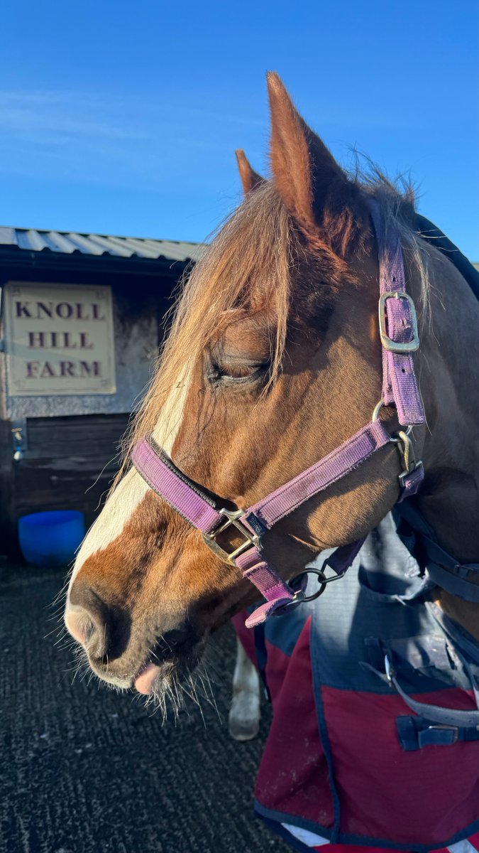 KnollHillFarm's tweet photo. Look who's back! 🐴❤️ Red the pony has returned after being missed for the past few months. Welcome back, Red! #PonyLove #Reunion #RedIsBack https://t.co/lqUsnpMyeK