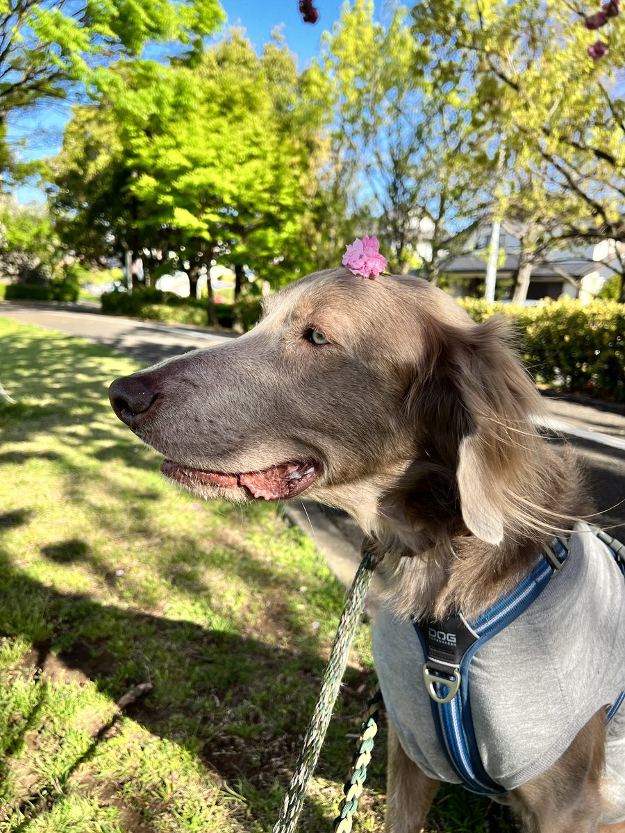 たまにはガチで撮ったやつ。
#weimaraner #ワイマラナー #八重桜