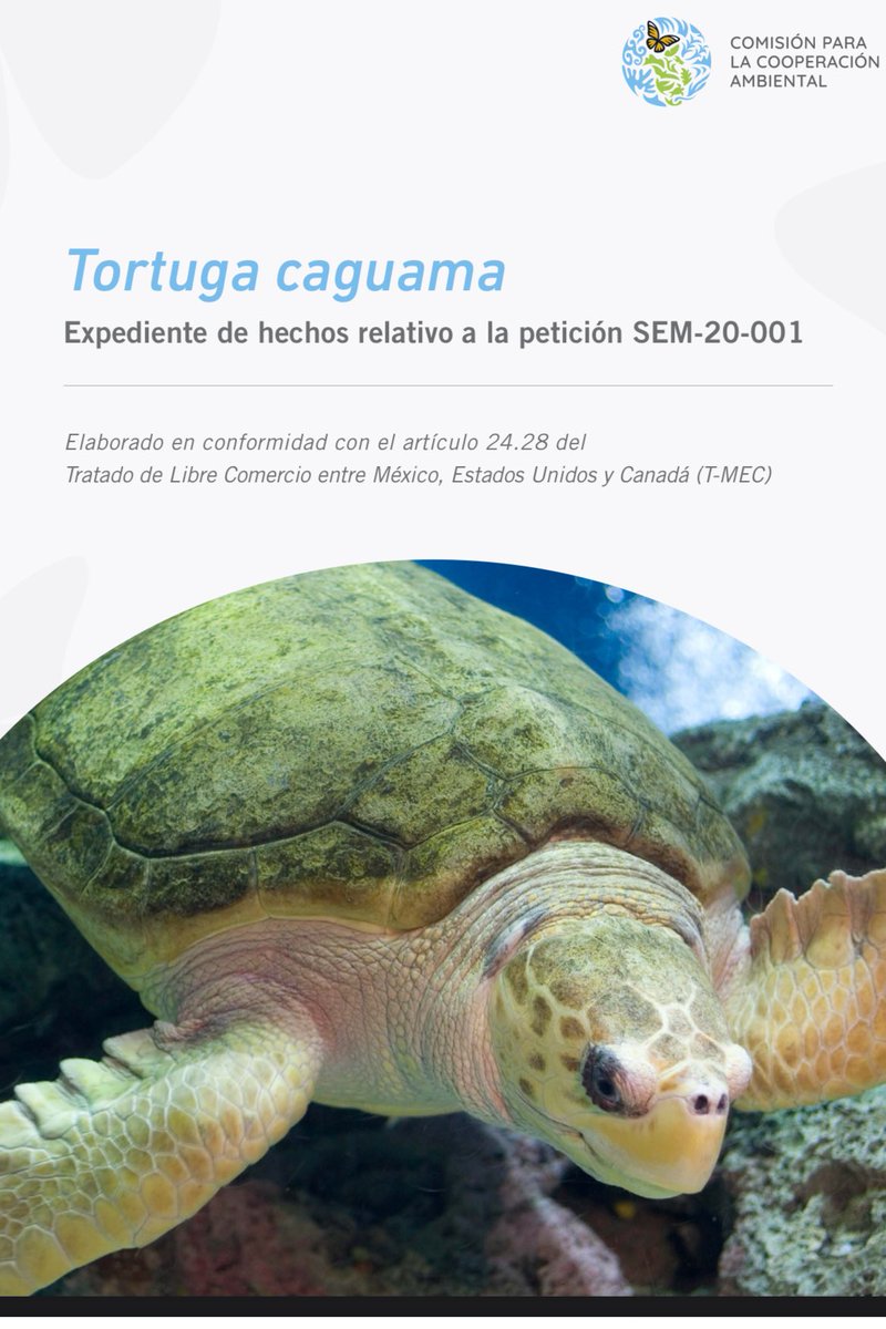 Comisión para la Cooperación Ambiental @CECweb @CCA_Espanol hace público #ExpedienteDeHechos contra #México con base en el artículo 24.28 del #TMEC por presuntas violaciones a la legislación ambiental en la muerte masiva de #TortugasCaguama en el Golfo de Ulloa, #BCS 
🇲🇽🇺🇸🇨🇦