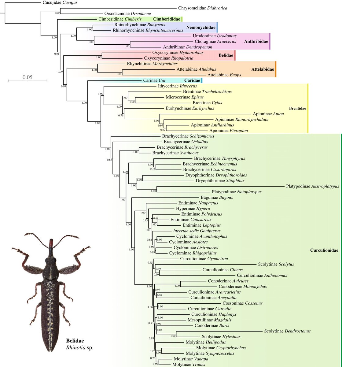 Phylogenomics of weevils revisited: data curation and modelling compositional heterogeneity ow.ly/AKXg50PNNxm #phylogeny #weevils #Beetle #BiologyLetters