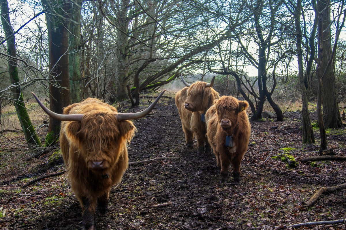 It's #HighlandCowWeek & they need your help! We're aiming to buy a trailer so we can moooove our cows (and sheep) to the reserves where they are most needed. We’ve been awarded £5k from the @BigGive Green Match Fund but we need to make it £10k. 👉wildlifebcn.org/lets-get-moovi…