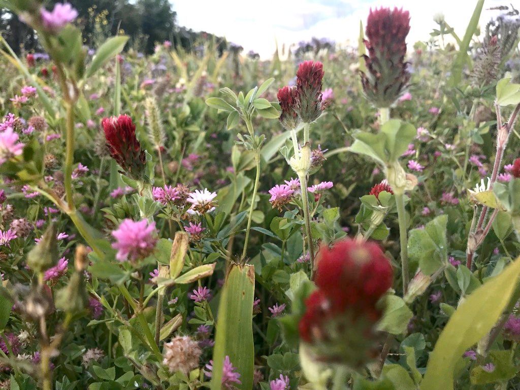 Imagine a field with happy, buzzing bees!🐝 With fields as beautiful as our TG Annual Pollinator cover crop mixture helps create, it's easy to see why they'd show up!🌱