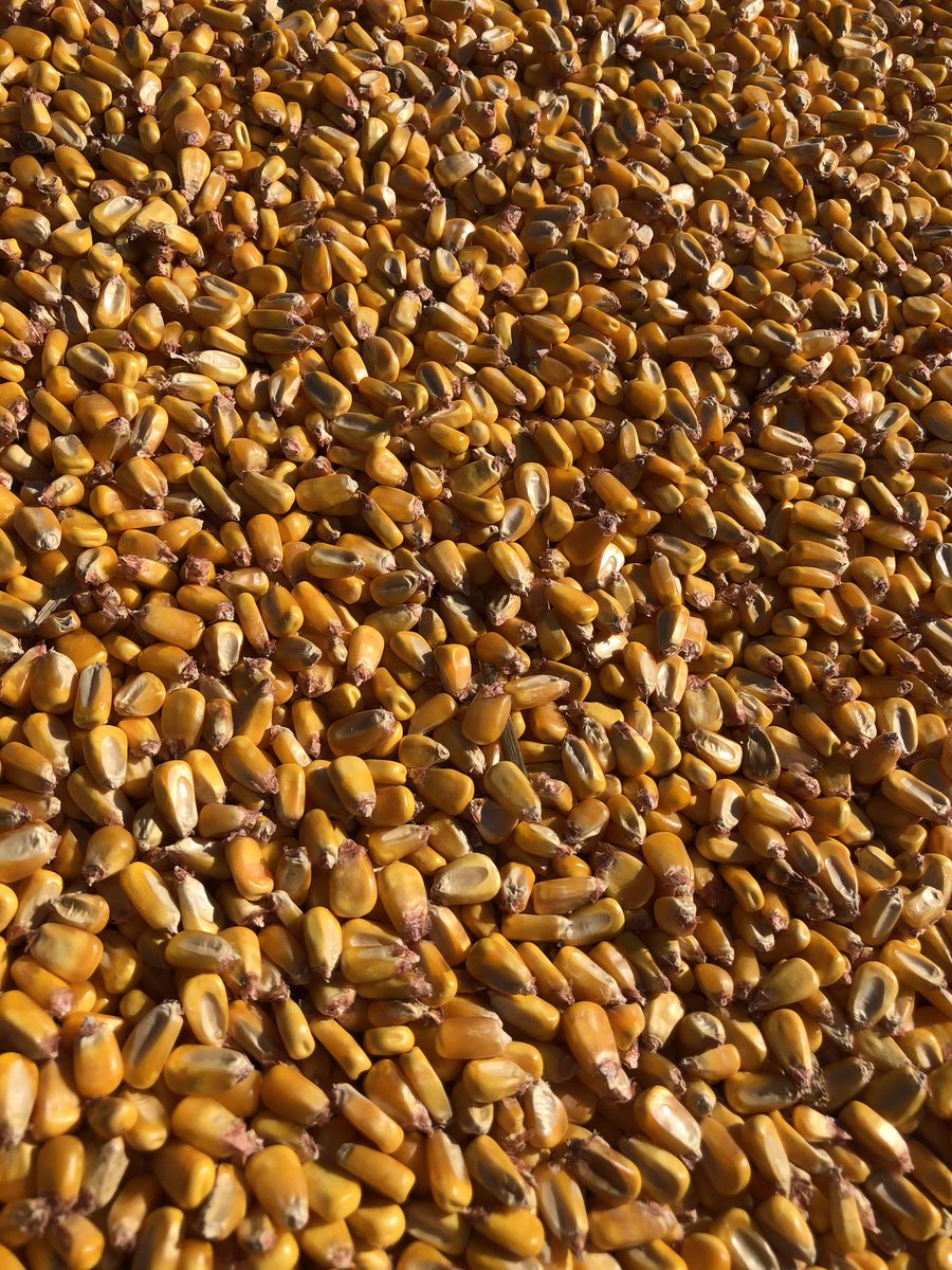 ViewFromFarm's tweet image. Thinking about starting a service where farmers pay me a small fee to lock in a price for corn or soybeans because the price goes up immediately after I do so 97%* of the time. #CropMarketingGenius 

*Approximately