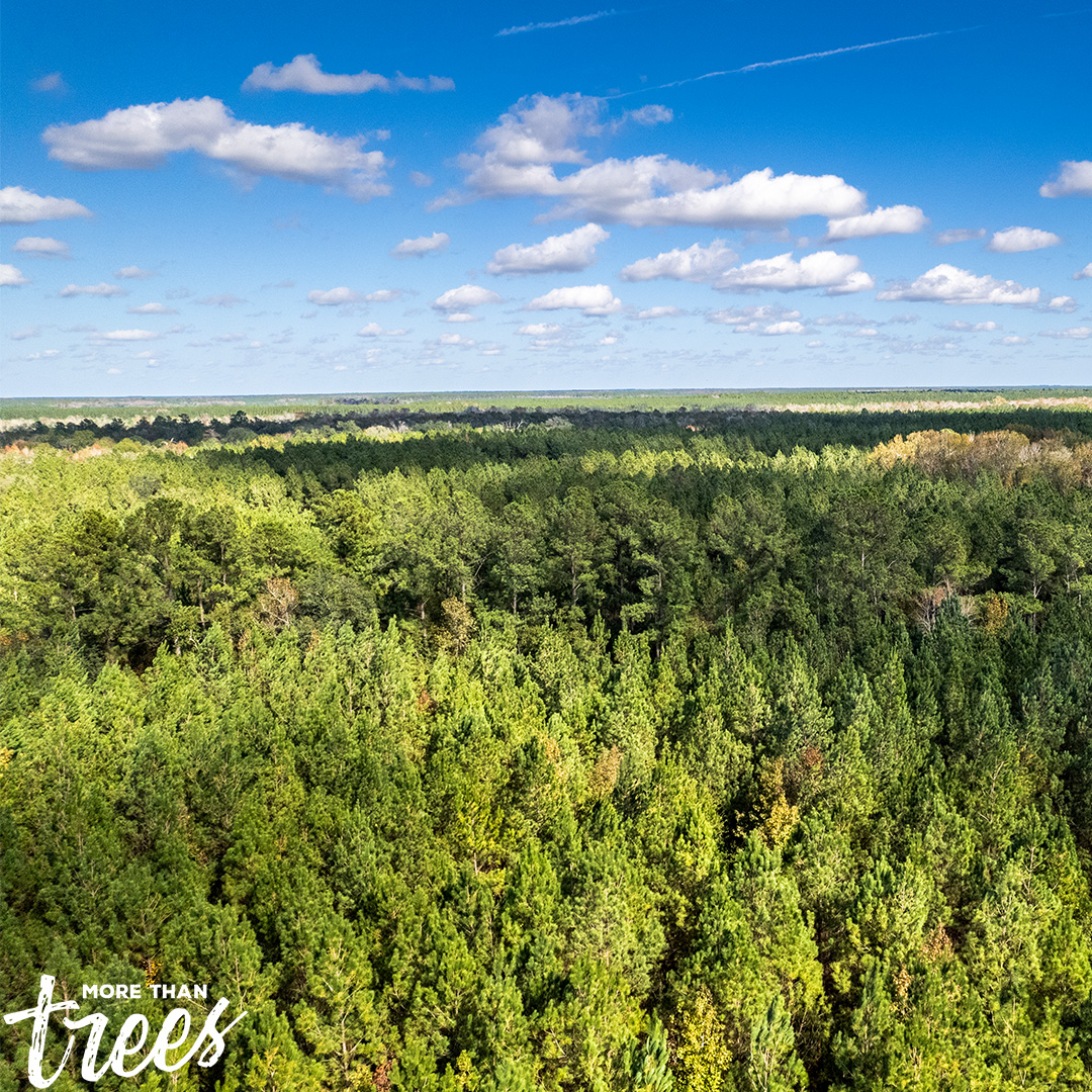 Happy #EarthDay! 🌎 From sustainably managing our forests to taking care of our communities & making safety a way of life for everyone, making the world a better place to live, work, and enjoy is at the heart of everything we do. 💚