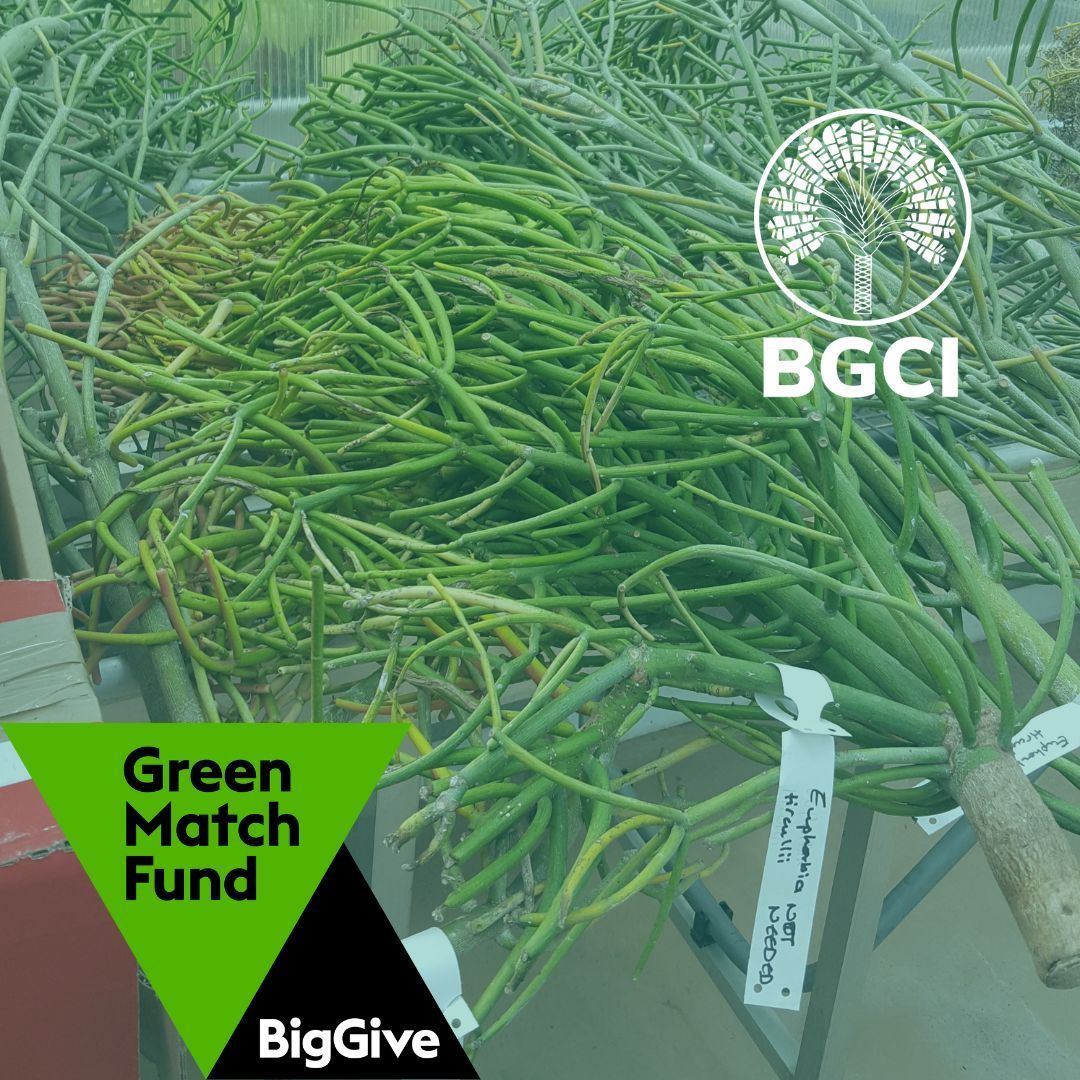 The internet has accelerated trade in plants, creating unrealistic demands on plant species. Help BGCI tackle the illegal plant trade in our @BigGive Green Match Fund campaign. Donate today & it is doubled! buff.ly/3VDVM4F #KnowWhatYouGrow #PlantDefence