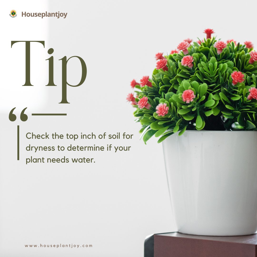 Tip: Water your plants wisely! 💧💚 Overwatering can be just as harmful as underwatering. Check the soil moisture before watering and aim to keep it consistently moist but not soggy. Visit our website: tinyurl.com/2xqugtv4 

#plantcaretip #waterwisely #greenthumb