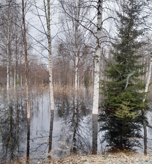 #Mäntyharju n reitin latvajärven Kyyveden ennustetaan nousevan tasolle, joka on harvinaisen korkea jopa sen koko 114 vuoden mittaushistorian aikana. Tulvaherkkien alueiden asukkaiden on syytä varautua nousevaan tulvaan suojaamalla omaisuuttaan.

sttinfo.fi/tiedote/701453…

#tulvat
