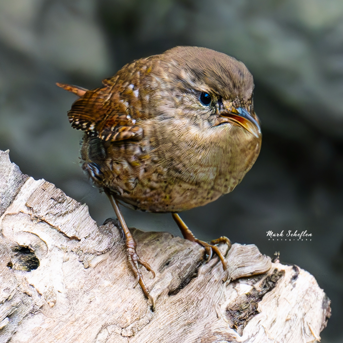 Winter Wren, Loch, Central Park, NYC  #birdcpp #TwitterNatureCommunity #birdsofinstagram #britishnatureguide #naturephotography #birdphotography #twitterphotography #wildbirdphotography #nikonphotography #NatureBeauty #nycaudubon
