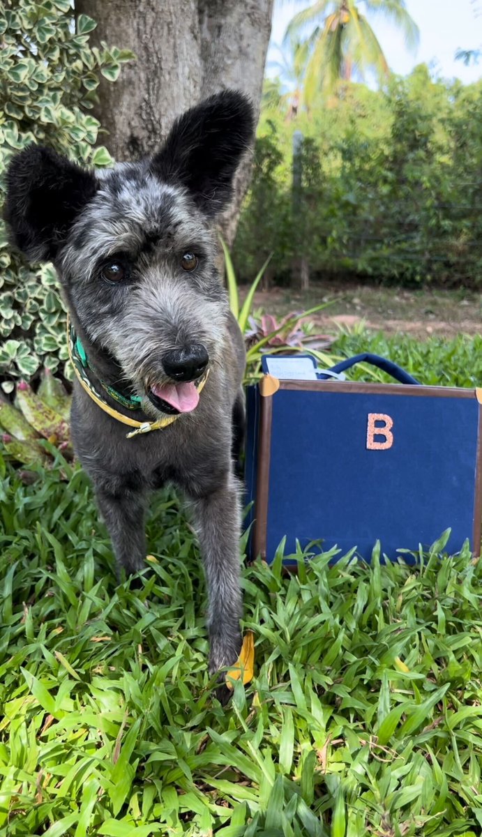 There’s a lot of bad news in the world but this thread will show you that not everything is doom and gloom. This is little Billy, a street dog who is rebuilding his life and who set off today on a life changing journey with his little suitcase. (1/8) 🧵