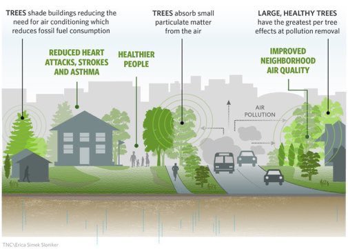 #Ethiopia
More trees, better health , improved communities and air quality !
#HappyEarthDay2024
#Ethiopia #geography #geographyteacher
@TayeAtske  @AfricanHub_ @NebiyuTedla  @AKorybko  @AMAZlNGNATURE  @UNDP  @AfDB_Group