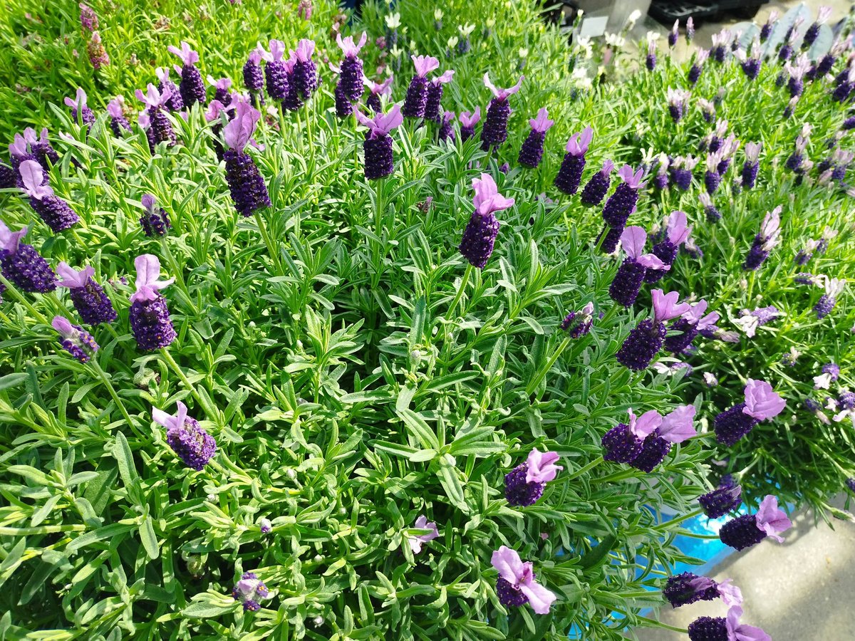 ラベンダー  うさぎさんみたいで  かわいい〜