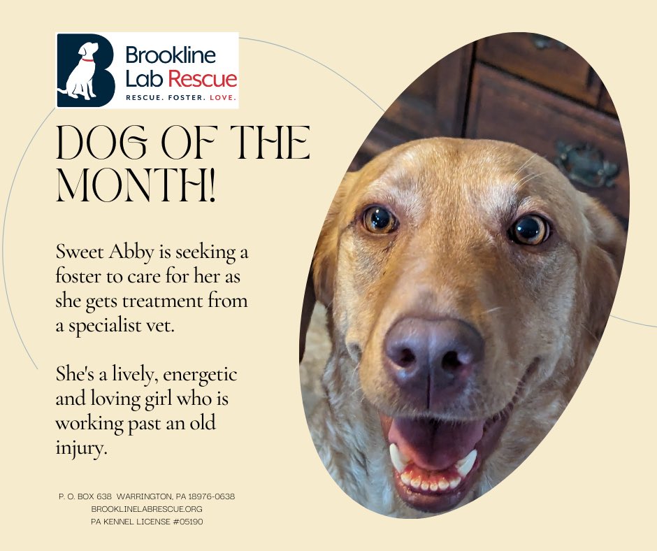 BrooklineLabs's tweet photo. **Help Foster Sweet Abby!** 🐾

Sweet Abby needs a foster home while she undergoes vet treatment. She's lively, energetic, and full of love! Can you help her heal?

Foster Sweet Abby today! ❤️

link: https://t.co/3KeBchlRBi https://t.co/CSyxMekb1l