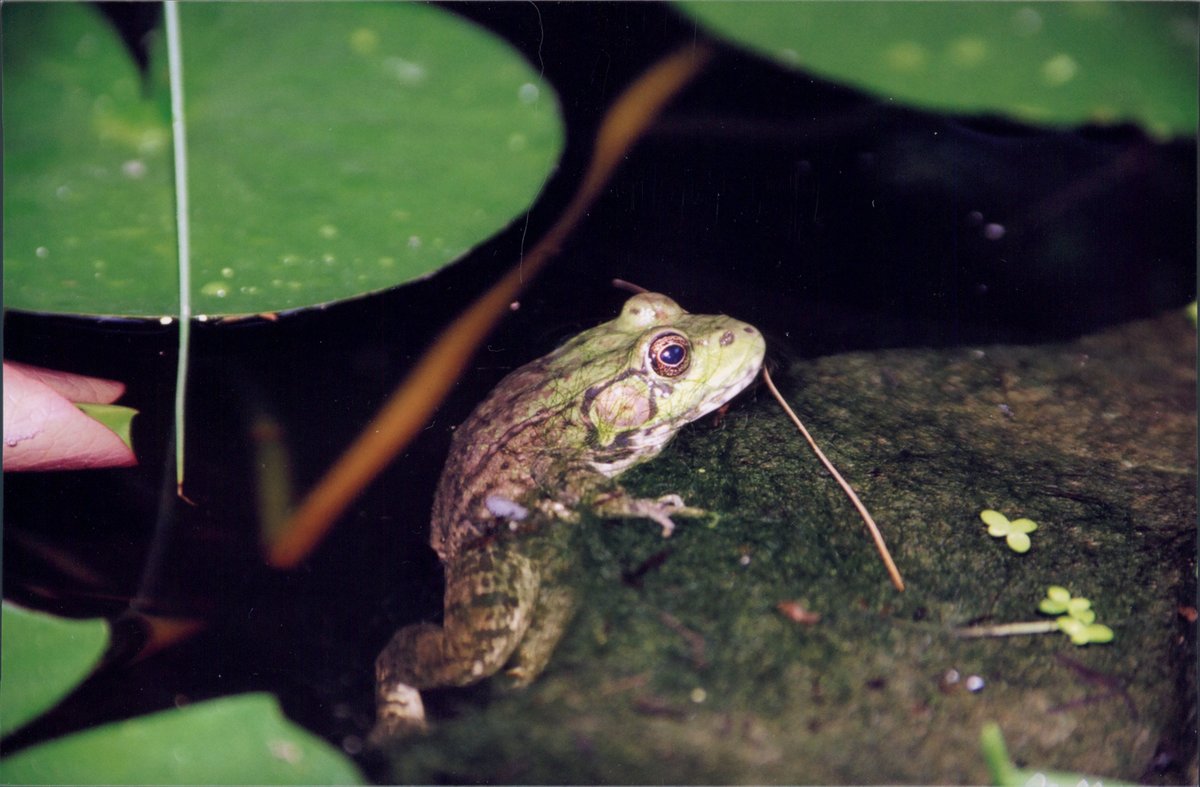 EasyproPond's tweet photo. Not only are frogs facinating creatures, they're great biological monitors! If they are hanging out in your pond, thats an indication that everything is looking good. 
Let's protect our little amphibian friends!
#H2OYeah #EasyPro #SaveTheFrogsDay #SavetheFrogs #RibbitRibbit https://t.co/3vYL37AvGZ