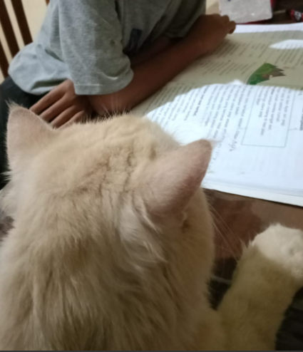 reoocha's tweet image. same energy