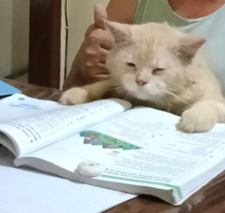 reoocha's tweet image. same energy