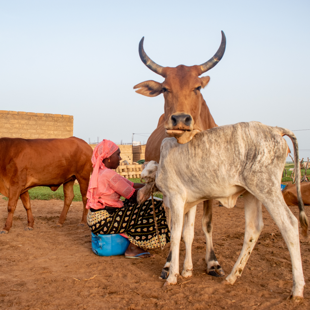 Ramata Ba is a modern livestock breeder from Pathé Badio, Senegal, who has modernized her business and transformed her life through the Meliteji Program, a partnership between La Laiterie du Berger and the Mastercard Foundation. Watch Ramata's full story: ow.ly/L5v050RkiRH