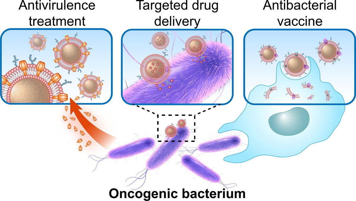 ADDR in press: Cell membrane-coated nanoparticles for targeting carcinogenic bacteria. By Liangfang Zhang & coworkers @UCSanDiego #CellMembrane #nanoparticle #bacteria doi.org/10.1016/j.addr…