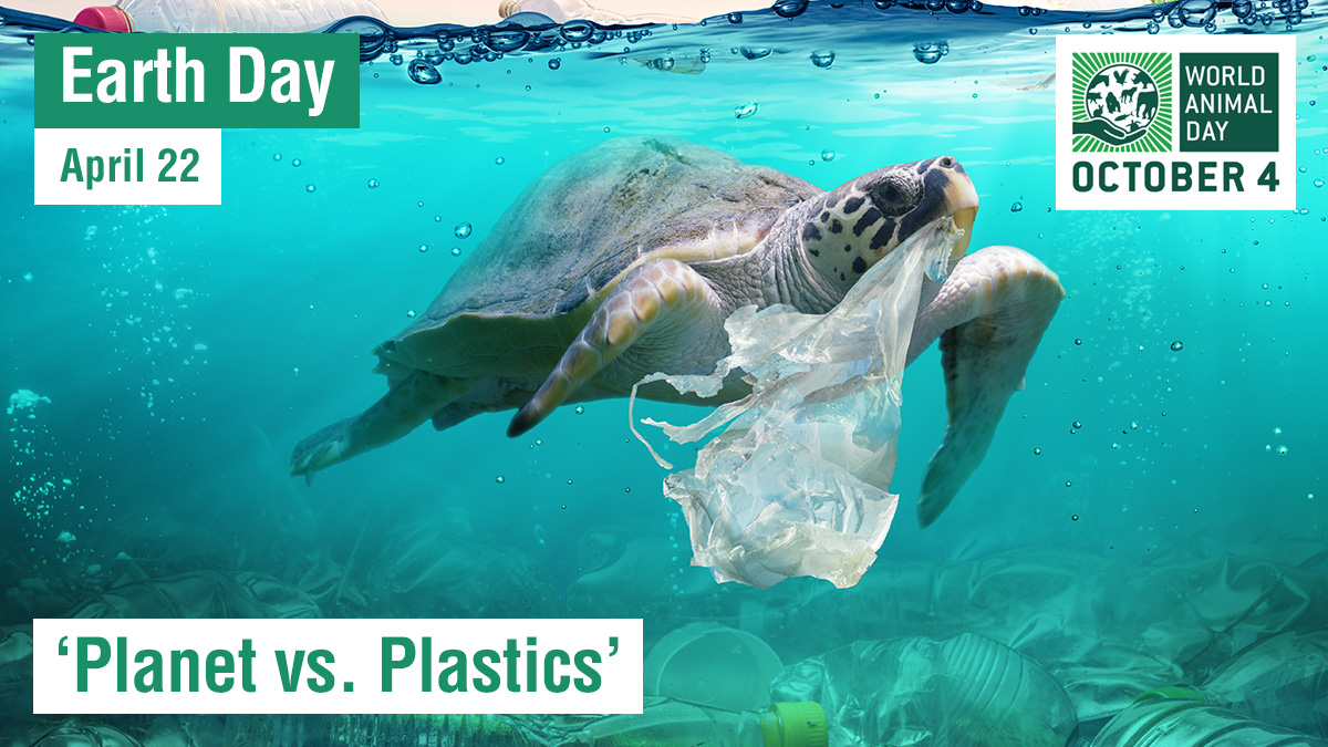 🐢 It's estimated that our oceans contain 75 to 199 MILLION TONS of plastic. 🌊

🌎 @EarthDay wants a 60% reduction in the production of ALL plastics by 2040.

You can help! Find out more:
earthday.org/earth-day-2024/

#PlanetVsPlastics #EndPlastics #EarthDay