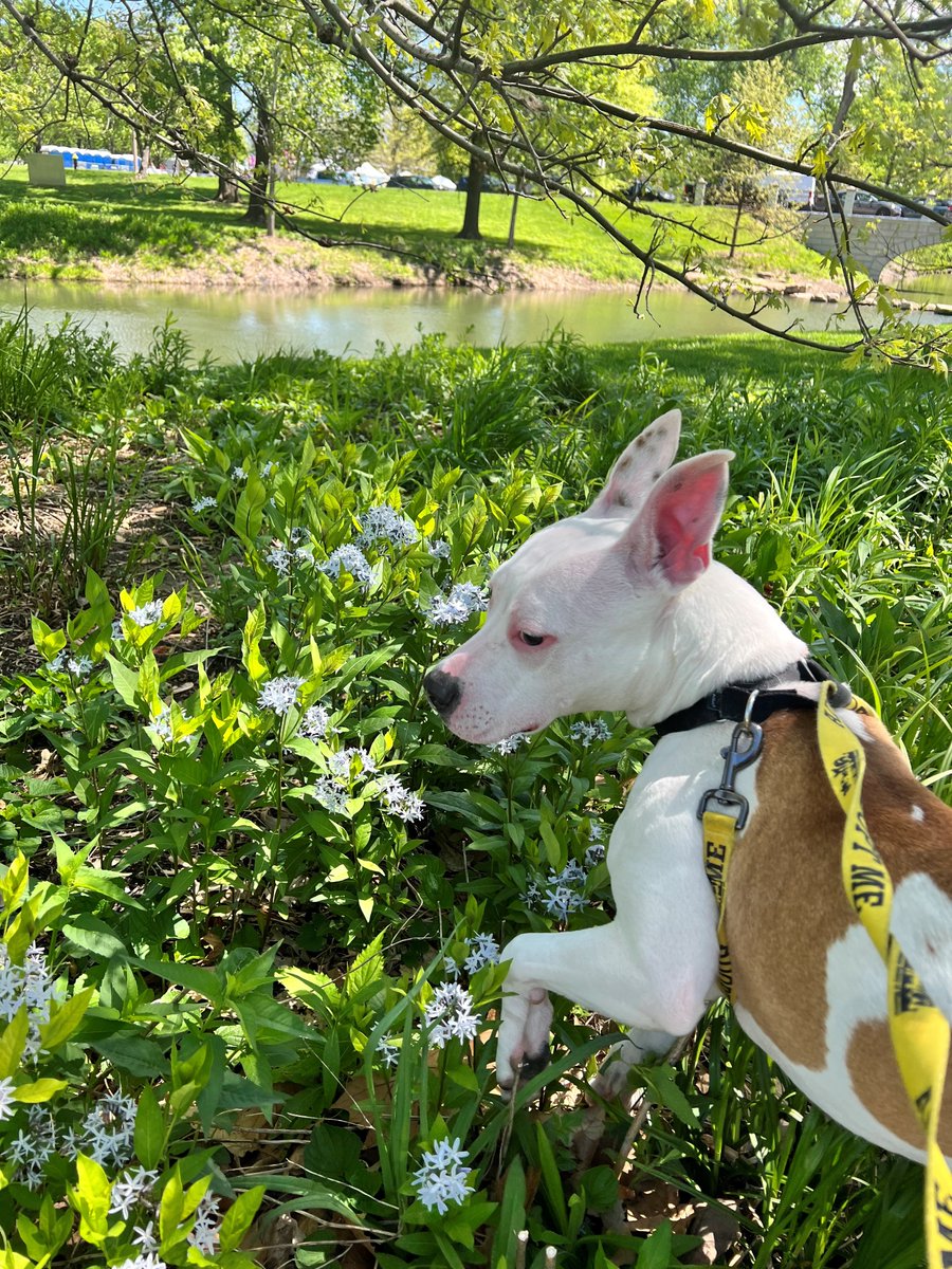 Happy Volunteer Appreciation Week! We're kicking it off by celebrating Earth Day! 🌎 One of the awesome things you get to do as a volunteer is take a shelter pup on a field trip, and this weekend one of our volunteers took adoptable Dylan on a Field Trip to @ForestPark4ever