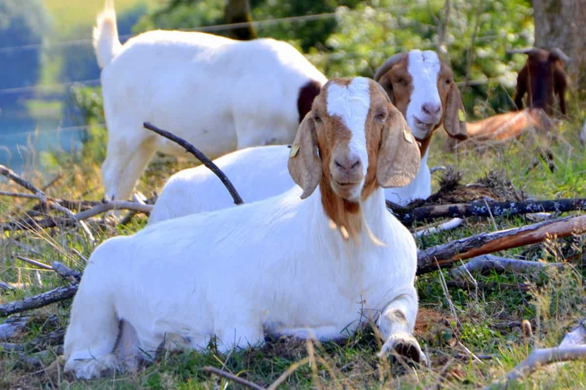 In Zimbabwe, seasonal fluctuation in forage quality affects fertility and overall performance of goat enterprises. Farmers should strategies and come up with nutrition security activities that can help him provide adequate quality forage for his or her goats. #bethegoat