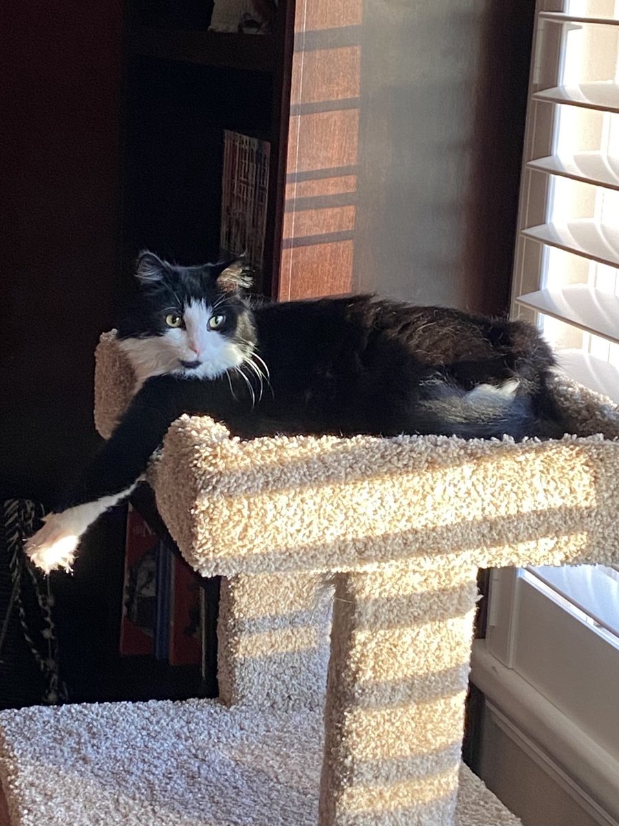 🐾Relaxed Sally 🍞 I am on this 
     #MeatLoafMonday morning. 
     The ☀️ is shining, 🪟 are open, &
      the air is fresh. It’s quiet and 😌🐾 
          ❤️😘🤗 to all! 🖤🤍~Sally

#CatsOfTwitter #CatsOfX #TuxedoCats #CatsAreFamily #MondayVibe #Cats