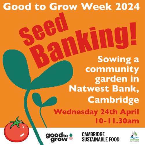 🍅 Community Seed Banking at Natwest, Cambridge 🍅 🗓️Wednesday, April 24, 2024 🕤10:00 - 11:30 Join us at Natwest Bank in Petty Cury as we reimagine community growing spaces and plant tomato seeds. Find out more 👉 loom.ly/_UIrZjw #GoodToGrow2024 #GrowYourOwn