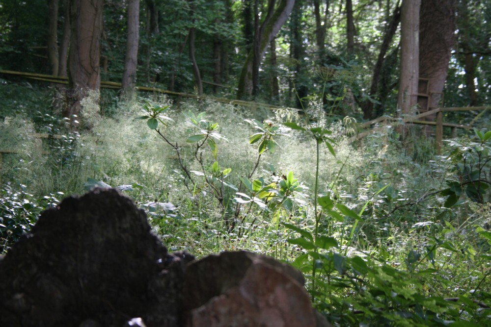 Earth Day 🌎 started 22nd April 1970 to raise planet awareness, it's an opportunity to rekindle our connection with nature and re-evaluate our impact on the planet! 📷 In the grounds of Coalport Station 🏞️🌱🌿💚

#EarthDay #EarthDay2024 #UKWoodland #CoalportStation #photooftheday