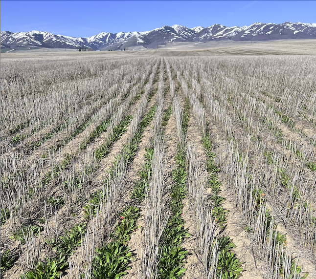 Yield10 Bioscience tweet media