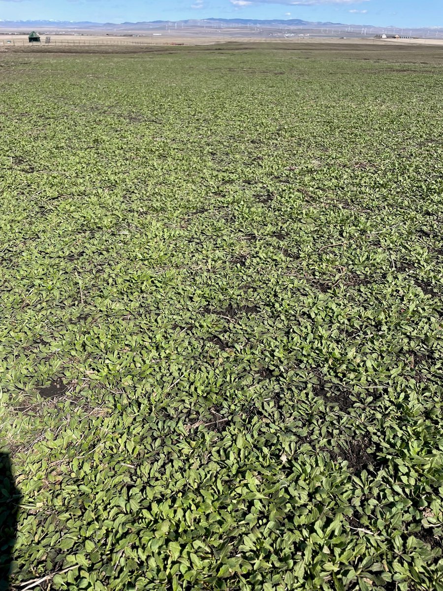 Yield10 Bioscience tweet media