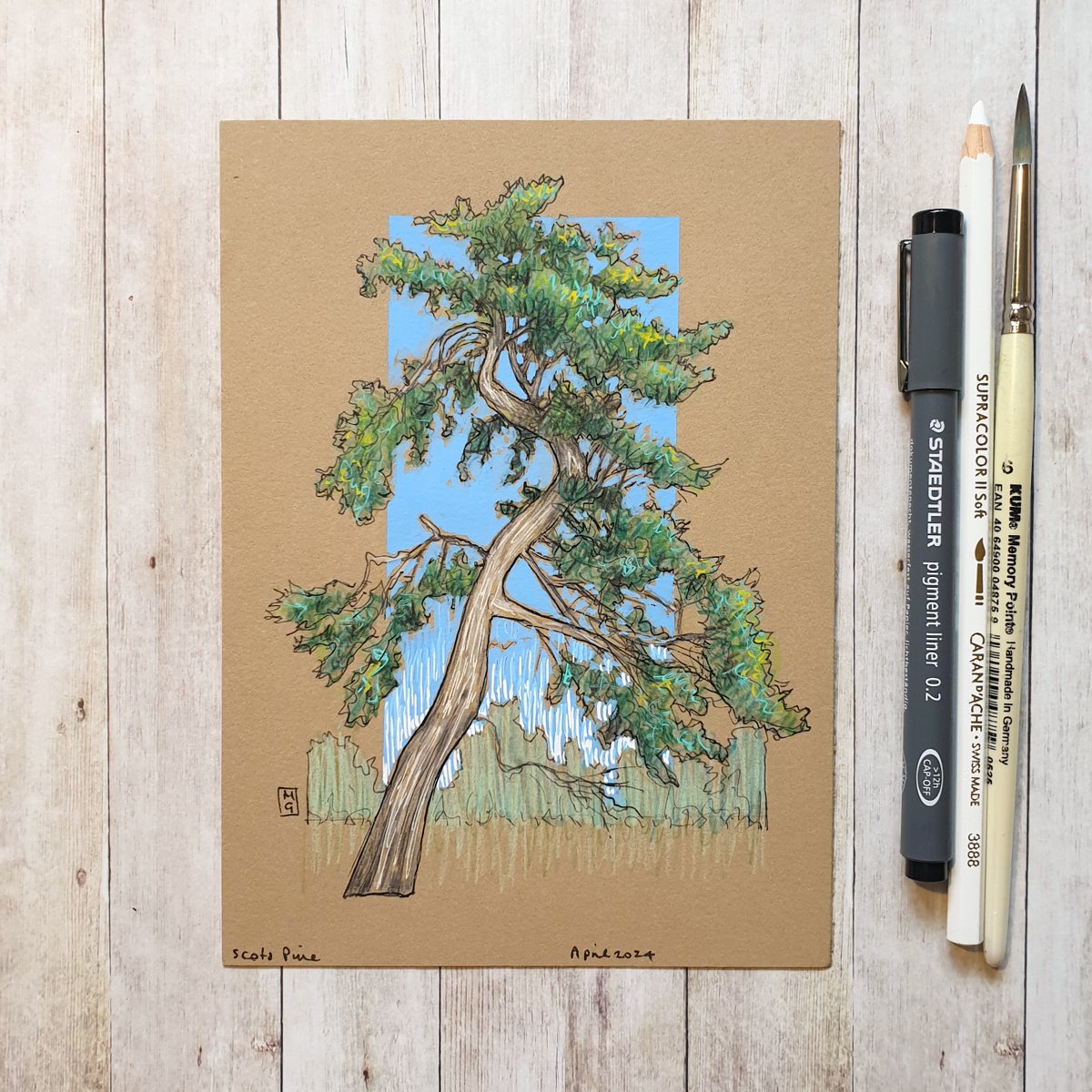 As the largest and longest-lived tree in the Caledonian Forest, the Scots pine is a keystone species in the ecosystem, forming the ‘backbone’ on which many other species depend. My drawing is available... theweeowlart.etsy.com/listing/169764… #ScotsPine #Tree #OriginalArt #drawing #MixedMedia