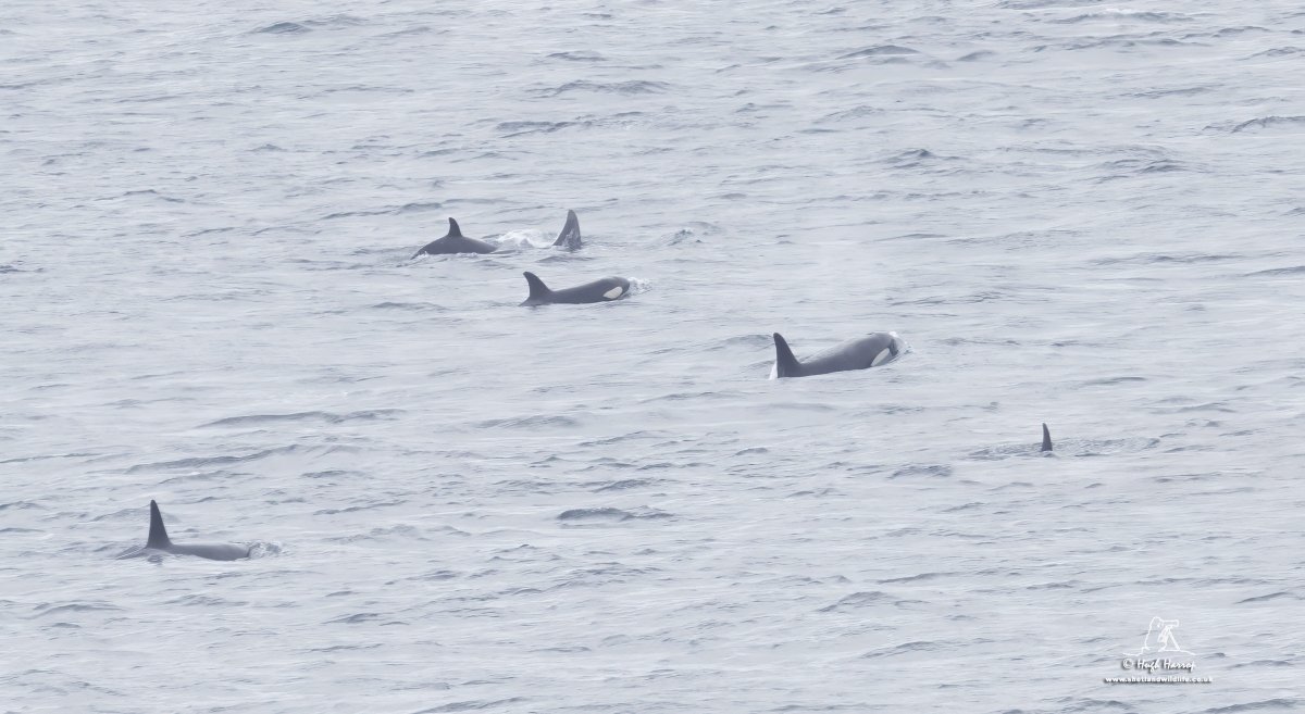 A brilliant start to the week - a pod of six Orcas including a tiny calf off Sumburgh Head, Shetland this morning. Distance made it very difficult to get useful photo ID data but we've matched one of the more distinctive individuals to a 2019 encounter off Orkney!🖤🤍