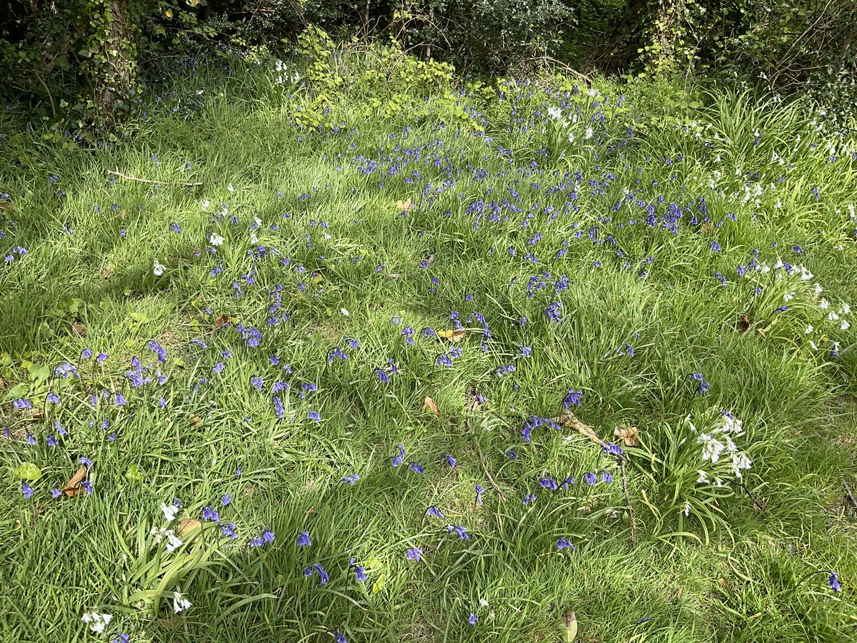 Some bluebells in the sunshine this afternoon. Penland Wood, #Bexhill.