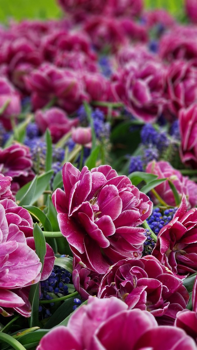 Izabela99937910's tweet photo. Dzisiaj jest Międzynarodowy Dzień Ziemi, która mimo przeciwności pogodowych świętuje widowiskowo. 🌷
@Bajarka1 dziękuję za przypomnienie i Twoje #clicki. https://t.co/WdntDy3eoZ