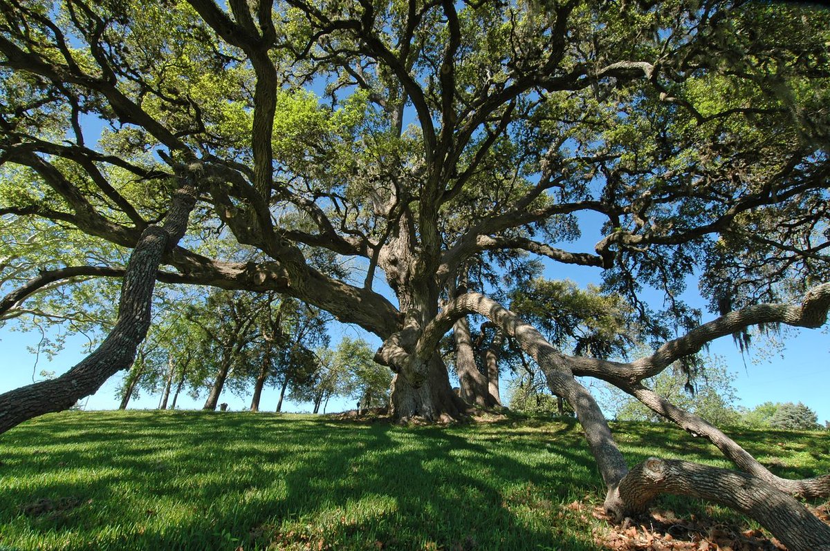 Happy #EarthDay! 🌳🌎 Take some time today to appreciate the trees and forests around you and the solutions they provide to environmental challenges. #HealthyTreesHealthyLives