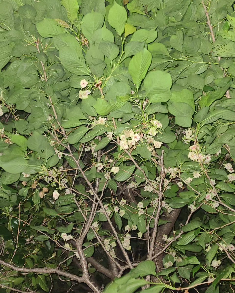 お花がたくさん散っていると、まるで星が降ったみたい。