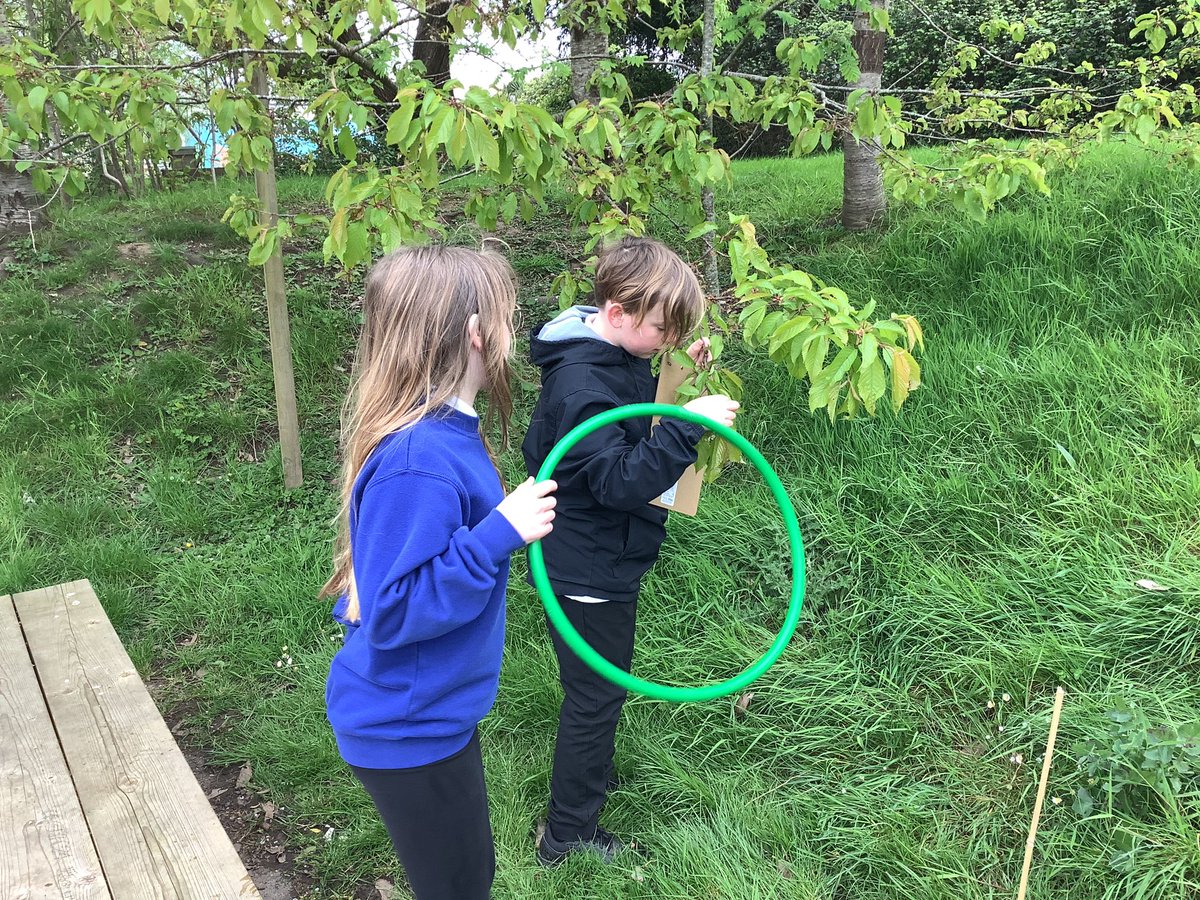 LlanFach2025's tweet photo. We started work on means and ranges today, but first we had to collect data in the form of daisies in a hoop and leaves on branches https://t.co/BK0WvefsCO