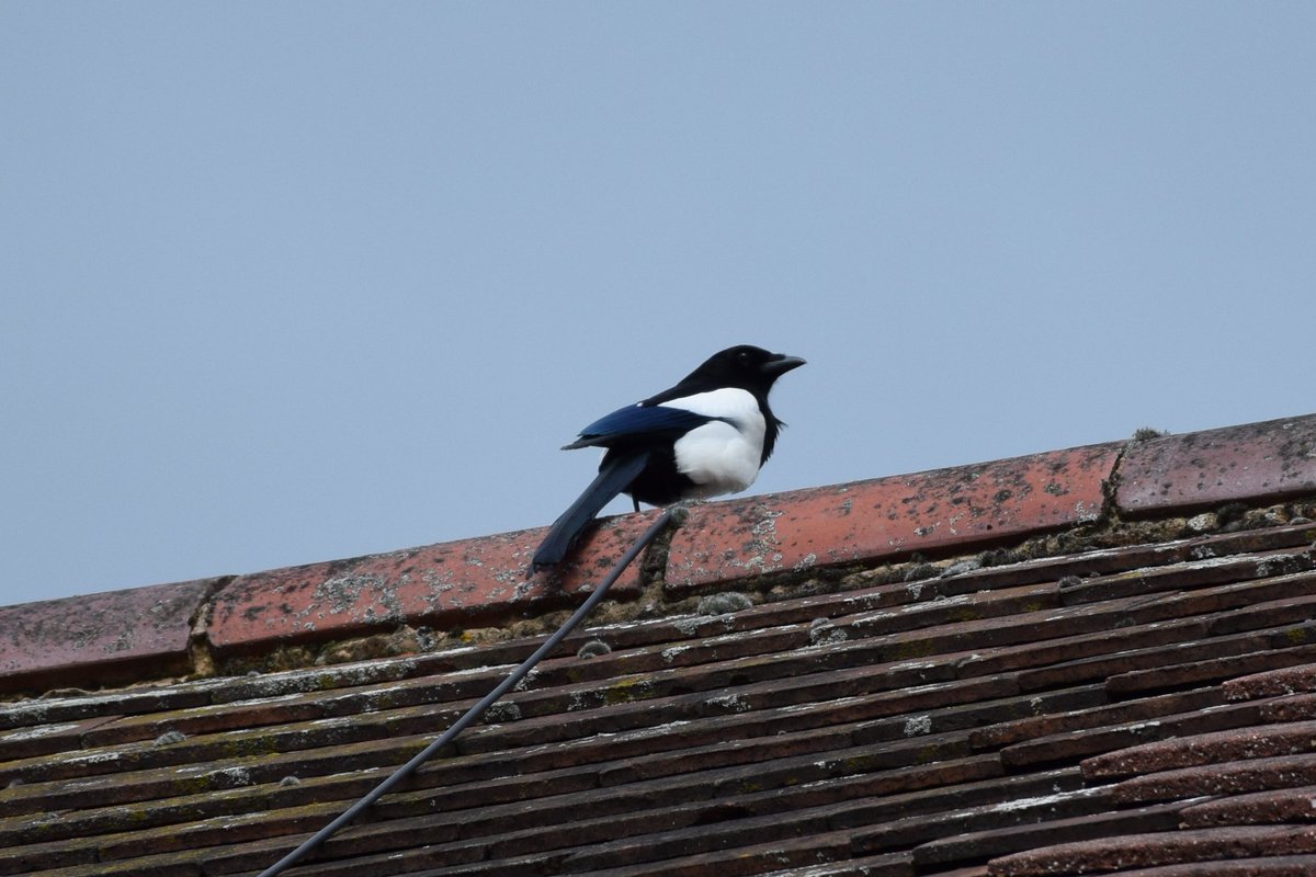 Afternoon Visitors. Magpies. Photos from Saturday. @des_farrand @alisonbeach611 #Afternoon #Magpies #Nature #SunnyDays