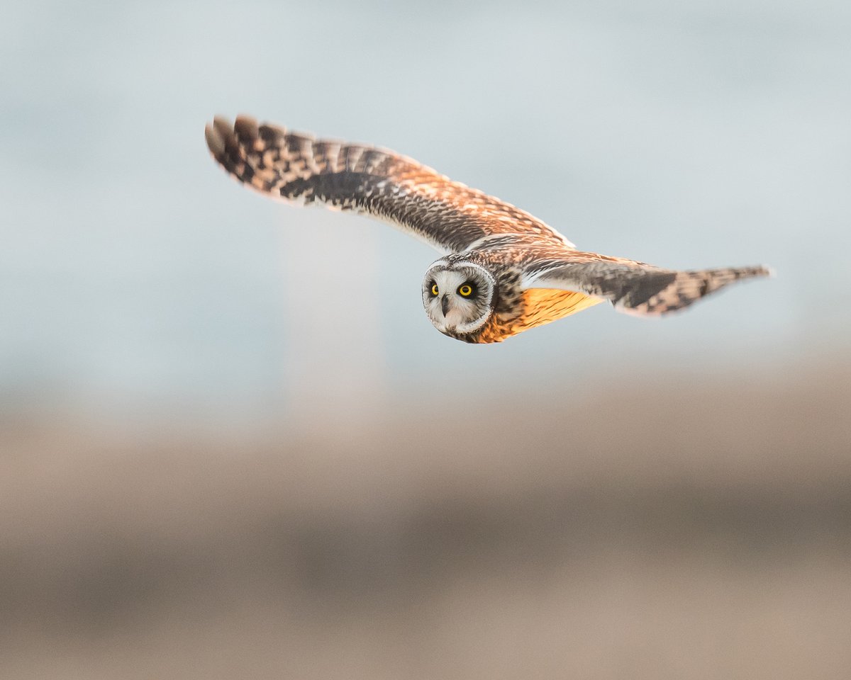 A great day here @RSPBTITCHWELL today - Cuckoo, Garden Warbler, Sedge Warbler and very 'showy' Short eared Owl (located by our Visitor Operations Manager!) out on our busy nature reserve - fantastic !!🤘🤘 📸 - Short eared Owl 📸📸 - Photo credit - Phill Gwilliam