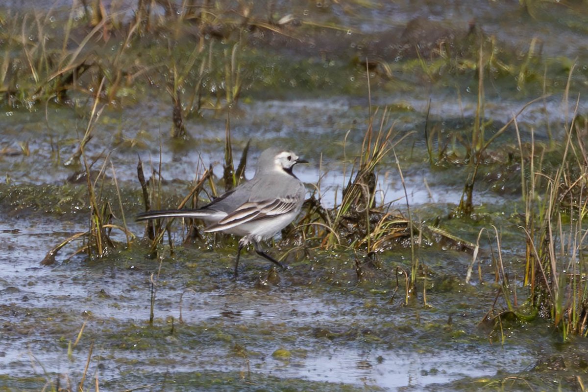 Amongst the many White Wagtails seen locally this spring was this slightly odd individual lacking any black on the crown or nape. Zinc works Rd Saturday