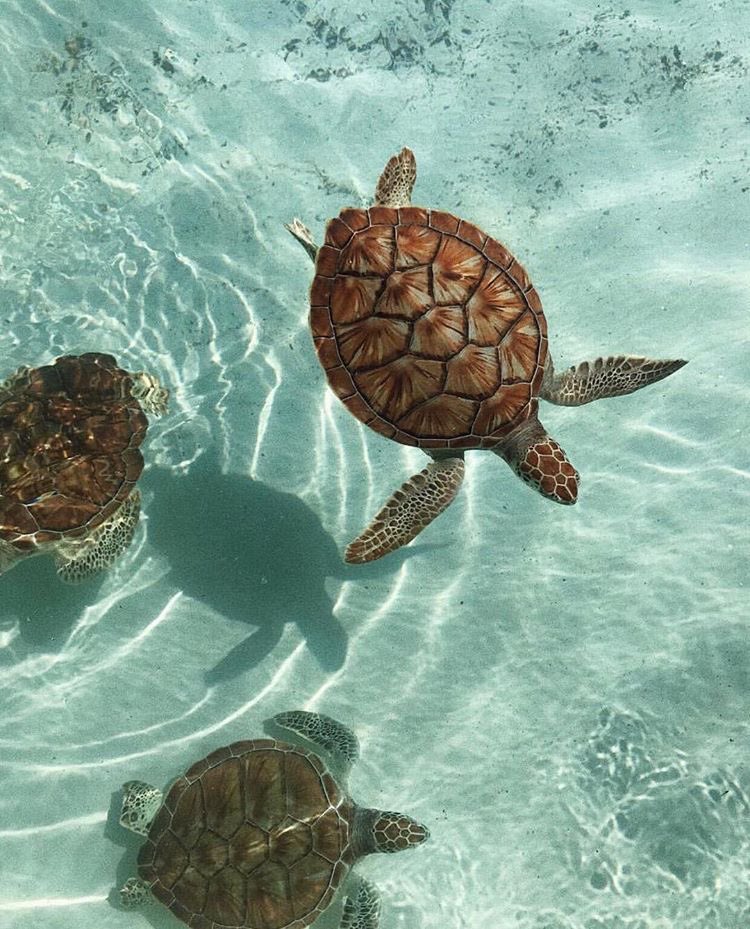 sea turtles are a symbol of longevity, endurance, & wisdom.