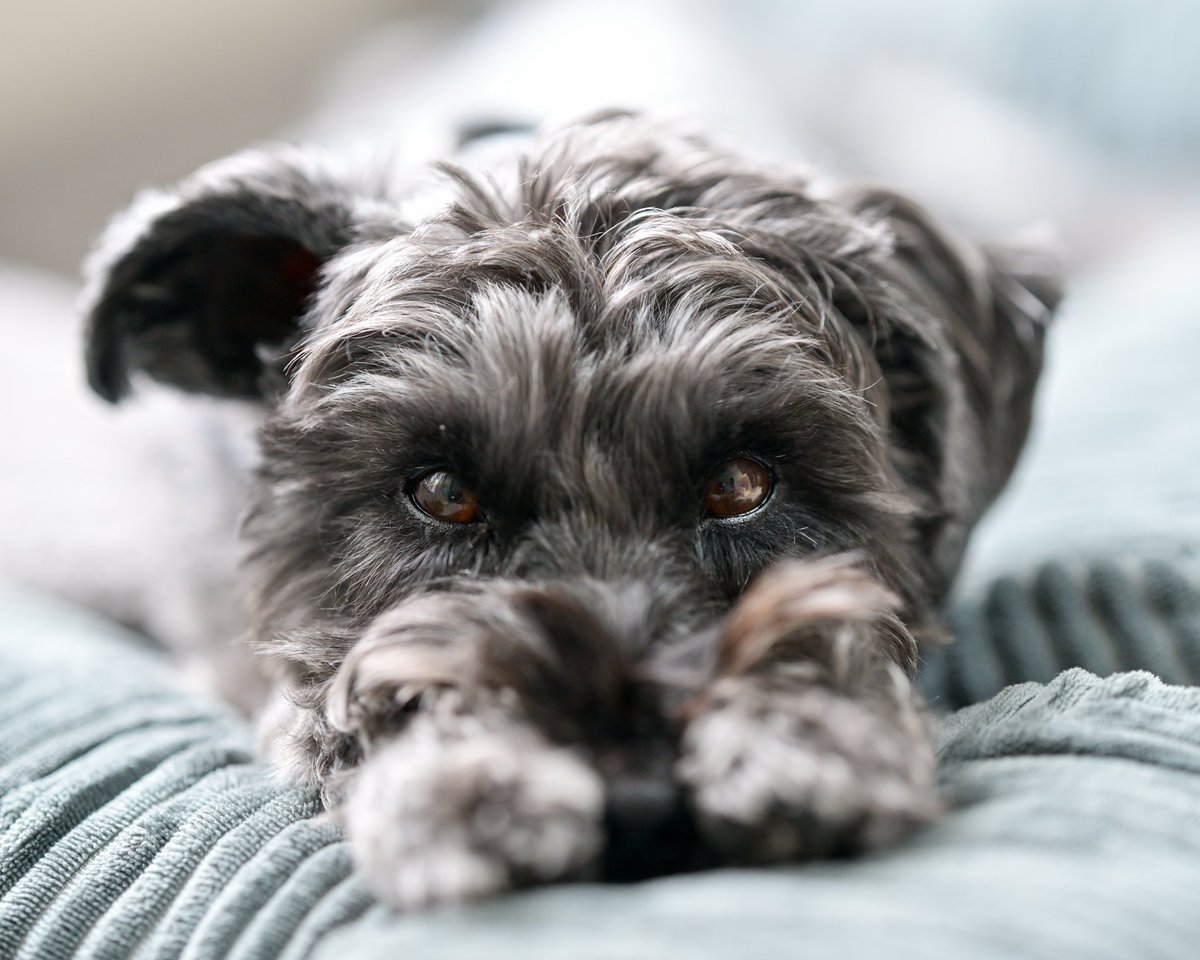 監視中

f/1.8的日常
w/ NIKKOR Z 135mm f/1.8 S Plena

#Schnauzer #シュナウザー #いっぬ #犬のいる暮らし #変わらぬ日常 #Nikon #NikonZ8 #Z8 #私とニコンで見た世界