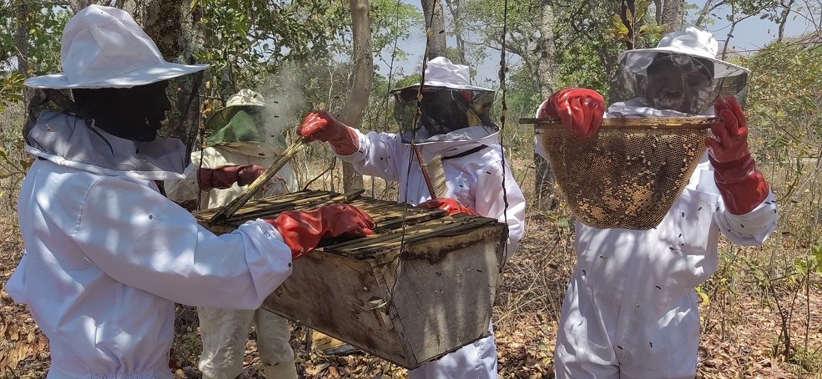 On #EarthDay2024 we celebrate our collaboration with the @MalawiGovt and the @FCDOGovUK. @MCHFaccelerator trained staff from the Department of Forestry in better forestry inventory practices so they can best manage #Malawi forests. #MalawiMatters #MotivationalMonday