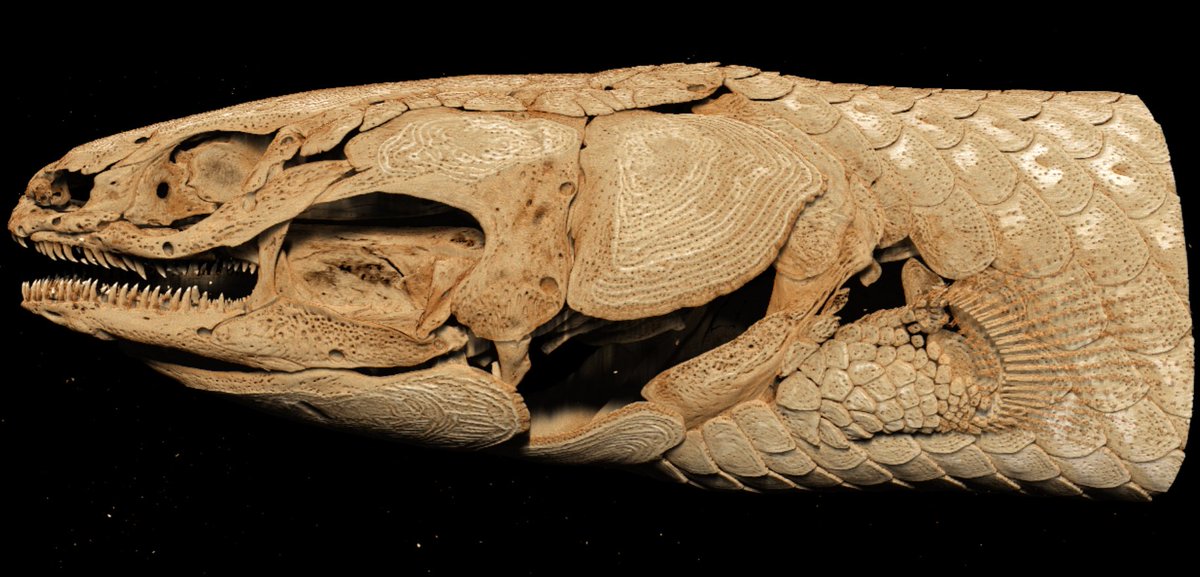 akpinion1's tweet photo. Erpetoichthys uCT scan from this weekend https://t.co/ZiEHDrIUe7