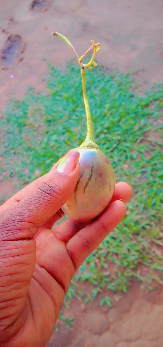 Mpozi ,what's this in English 🤓
