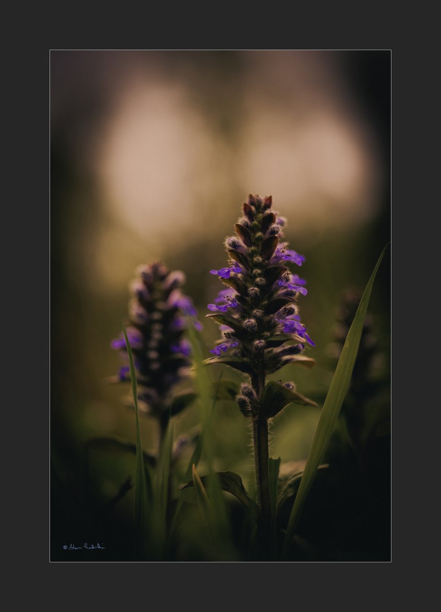 #Flowers #Spring #lasy #NaturePhotography #wildlifephotography #forest #自然 #nature #photography #fotografia #puszcza #April #Poland