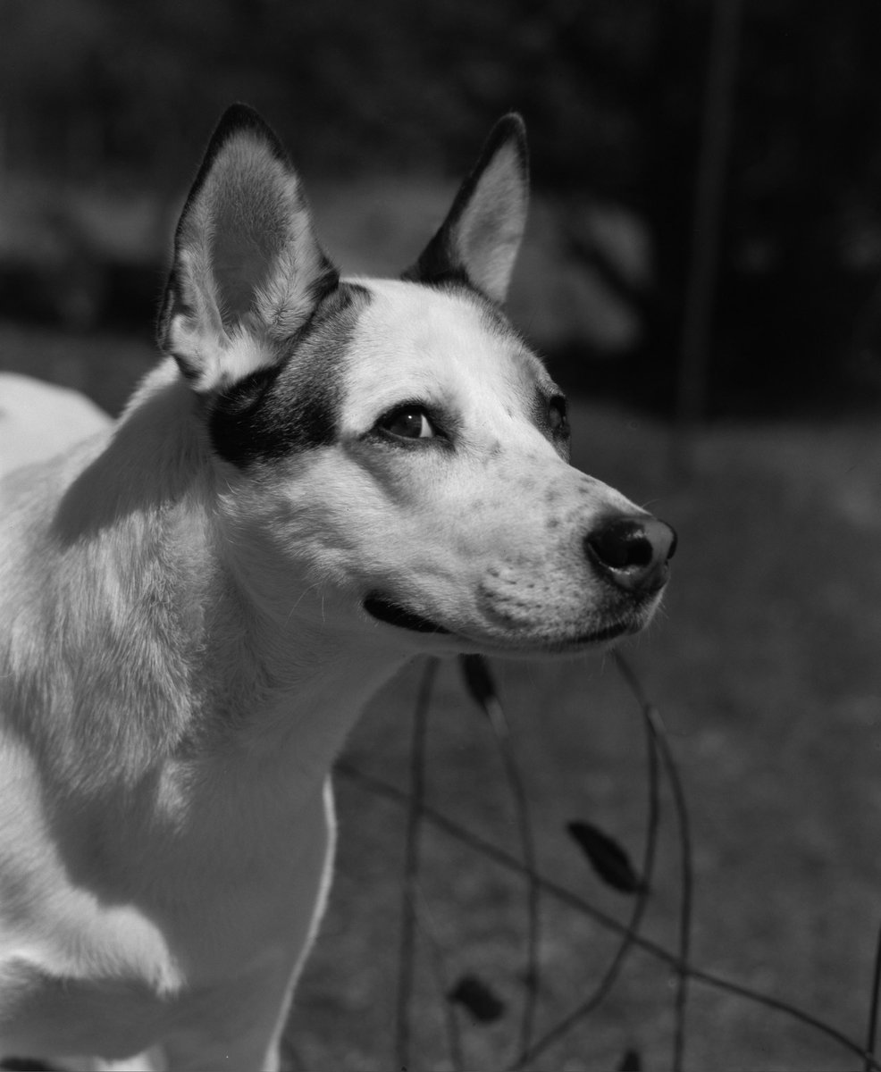My dog Stevie. Just testing the camera after I replaced some light seals.

📷: RB67
🎞️: Tmax 100