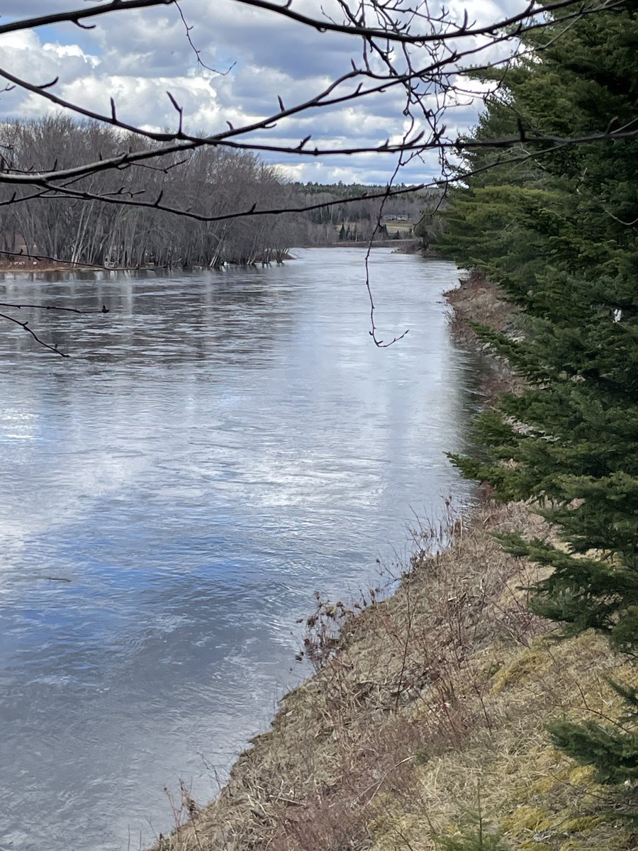 Water is full . Tree buds starting to come out . Spring is on its way . Southwest Miramichi River #Doaktown #NB ⁦@weathernetwork⁩ #shareyourweather ⁦@MurphTWN⁩ ⁦@JordyCaprice⁩ ⁦@LFB10⁩