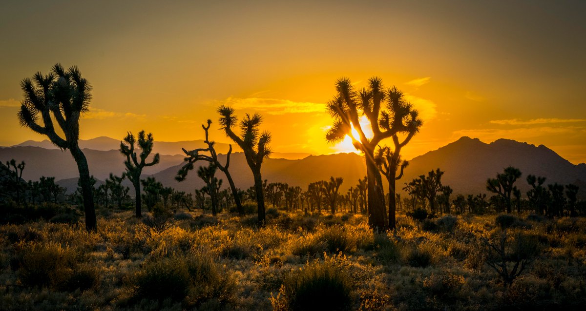 Today’s a great day to visit Joshua Tree National Park! Our national parks showcase America’s natural beauty, and it’s critical that we preserve these national treasures for future generations to enjoy.