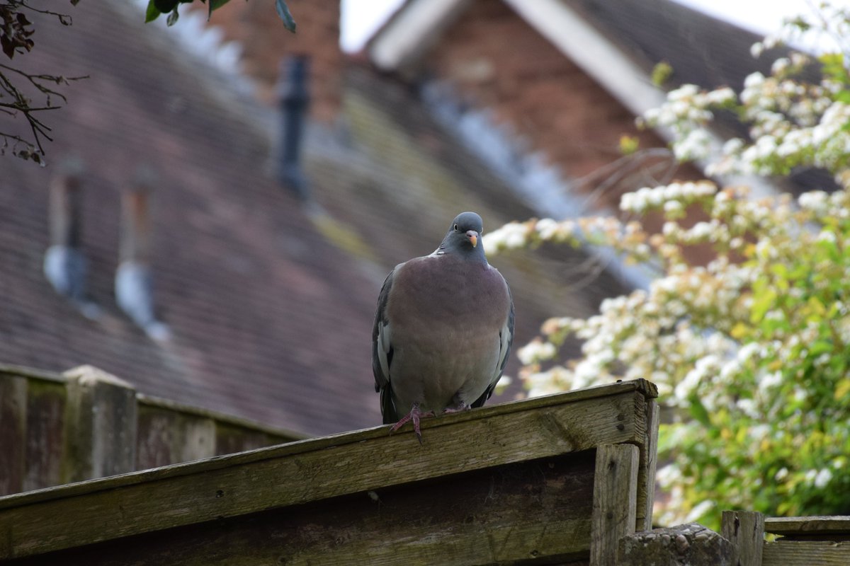 Afternoon Visitors. The Female Wood Pigeon and her suitor. She wasn't too impressed at first and left him standing alone. Photos from Saturday. @des_farrand @alisonbeach611 #Afternoon #Wood #Pigeons #Nature #SunnyDays #Love